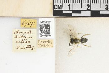 Media type: image;   Entomology 771260 Aspect: Labels